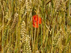 Poppy in Wheatfields